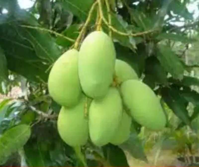 Sundarja mango of Rewa got GI tag