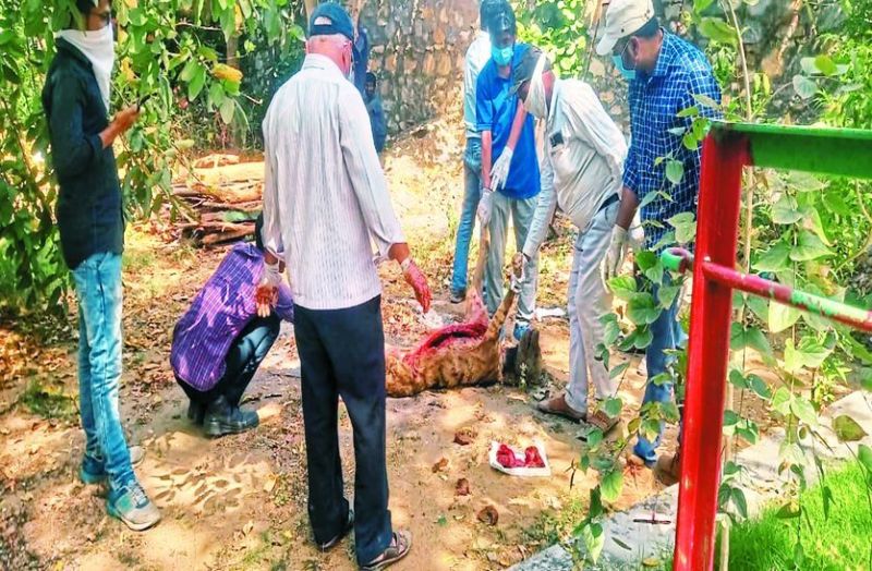 नहर के पाइप में मृत मिला लकड़बग्घा, जिंदा पकड़ने का कर रहे थे प्रयास