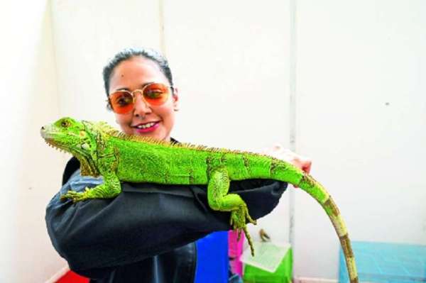 लोग अपने पालतू पशु-पक्षी से बेहद प्रेम करते हैं और इसका इजहार वे उनके प्रति केयर दर्शा कर करते हैं।