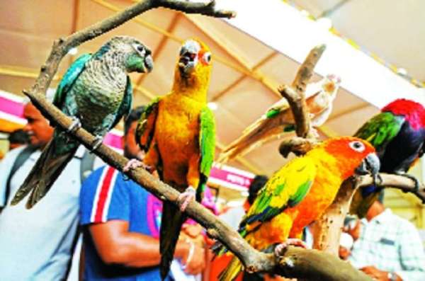 पशु-पक्षियों से जुड़ी विभिन्न प्रकार की प्रतियोगिता भी आजकल होती रहती हैं, जिसमें लोग अपने पालतू को लेकर पहुंचते हैं।