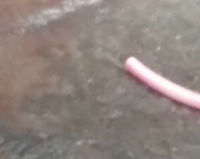 नगर निगम के दफ्तर के नीचे पानी की बर्बादी