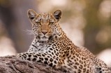 Leopard Safari