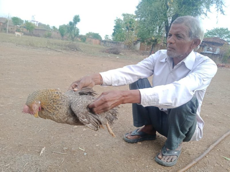 sidhi: Epidemic spread in chickens, crisis on livelihood of tribal fam
