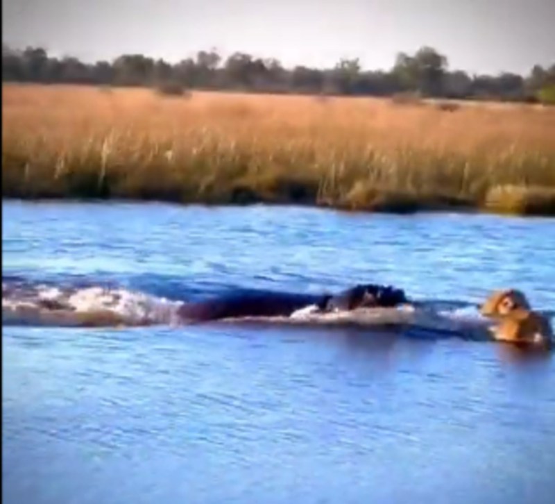 Hippo chases away 3 Lions