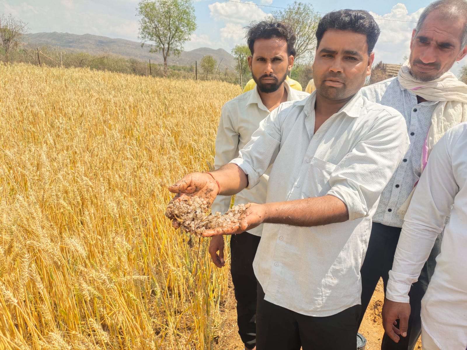 ओलावृष्टि से खेतों में गेहूं की बालियां फूटकर बिखरी, किसानों के निकले आंसू