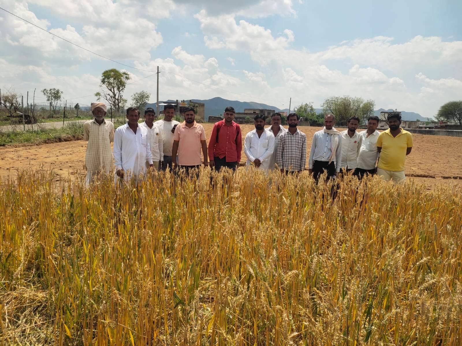 ओलावृष्टि से खेतों में गेहूं की बालियां फूटकर बिखरी, किसानों के निकले आंसू