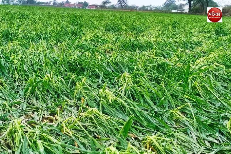 Crop Loss In Varanasi