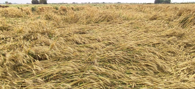 पीएम फसल बीमा योजना, भिण्ड