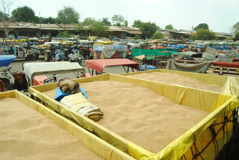 5 दिन की छुट्टी के बाद 1500 ट्रॉली पहुंची गुना की कृषि उपज मंडी में