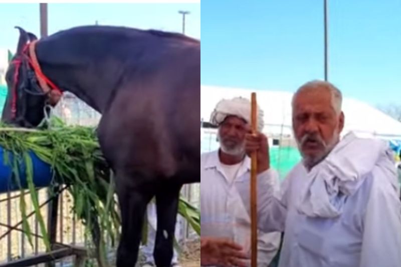 Muzaffarnagar pashu Mela