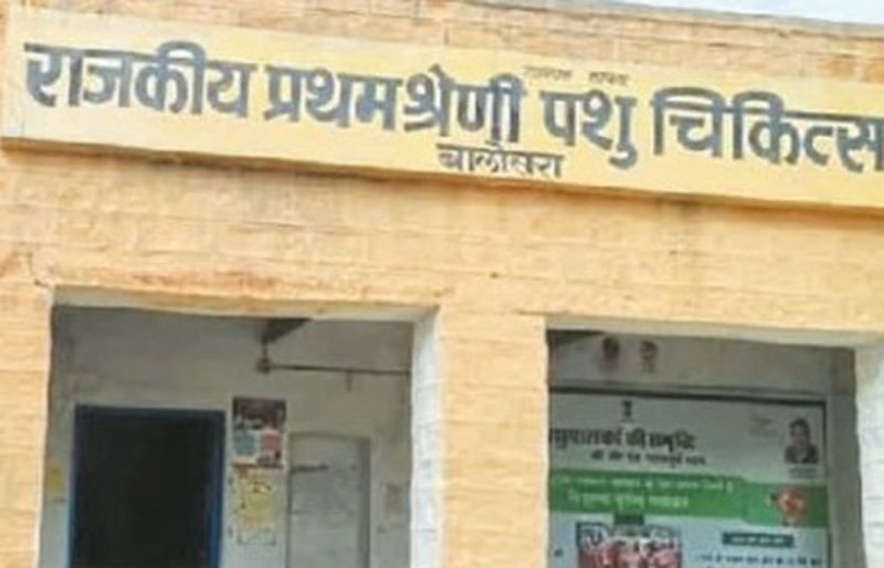 बालोतरा पशुचिकित्सालय।