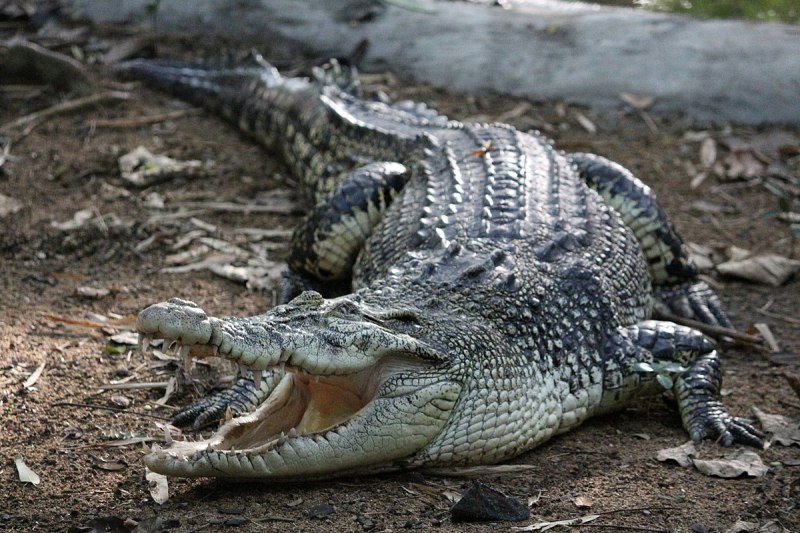 crocodile.jpg