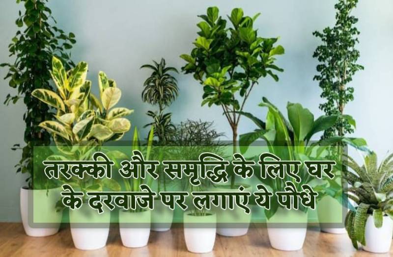 good_luck_plants_grow_at_home_to_get_prosperity_and_wealth.jpg