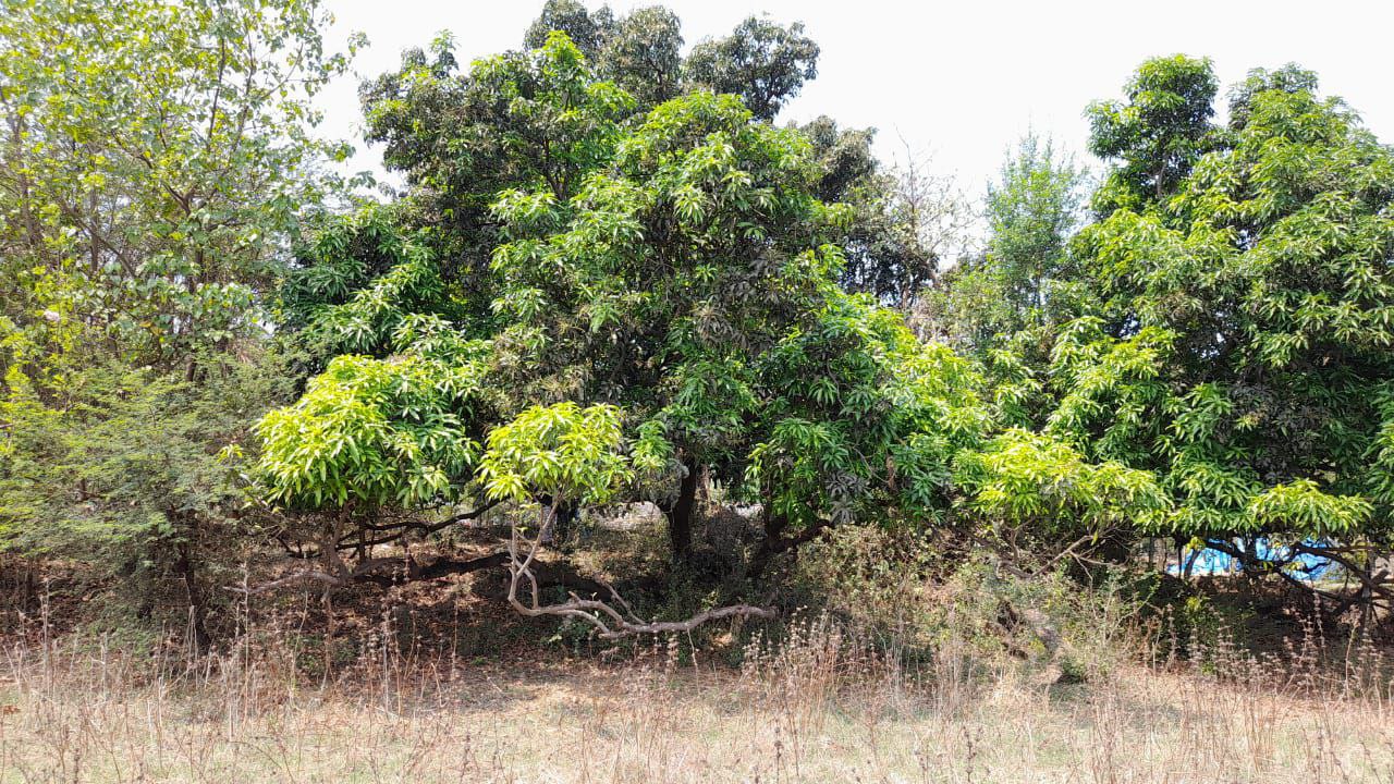 वापी के संजाण में 1300 वर्ष पुराना आम का पेड़ बना अजूबा