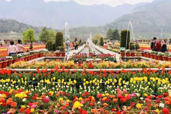 ये हसीन वादिया कश्मीर के ट्यूलिप गार्डन की हैं, 