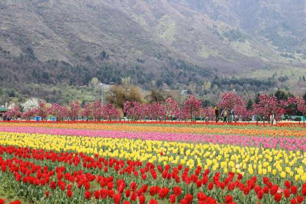 फूल पूरी तरह खिल चुके हैं और चारों ओर खूबसूरती का आलम है।