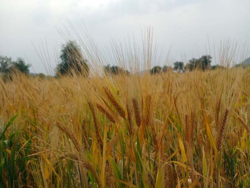 धोरों में पहली बार जौ की पैदावार, 14 लाख की आमदनी