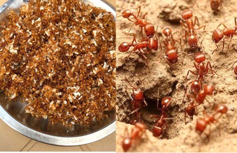 लाल चीटियों की चटनी