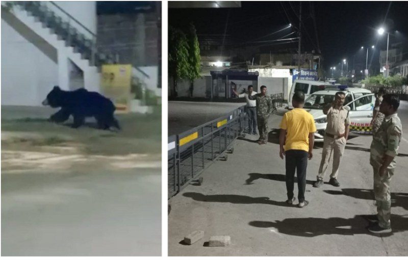 Bear entered in city