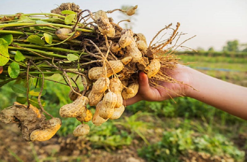 groundnut.jpg