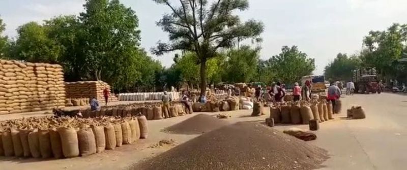 खैरथल मंडी : सरसों की बढ़ी आवक, रोज आ रहे 25 हजार कट्टे मंडी में देर रात तक चलता है काम