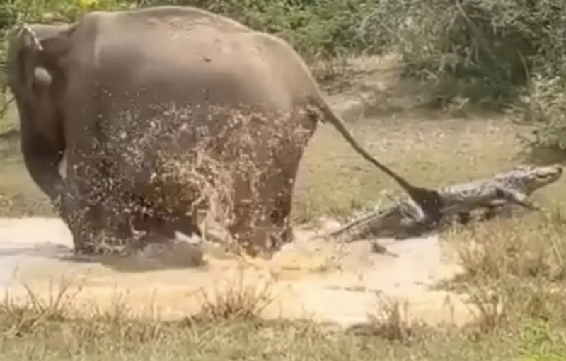mother_elephant_saves_baby_elephant_life.jpg