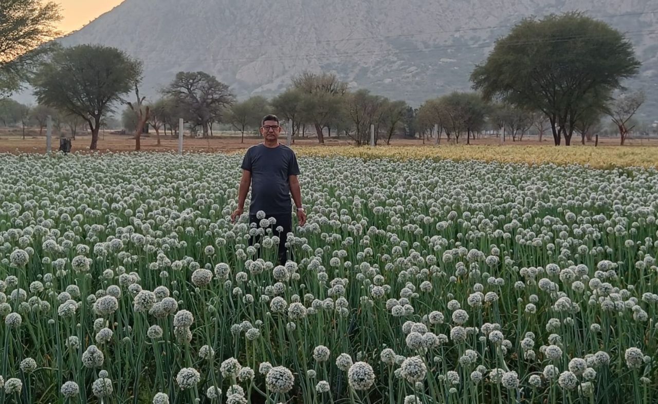 लाल प्याज के बीज की खेती किसानों को आ रही रास