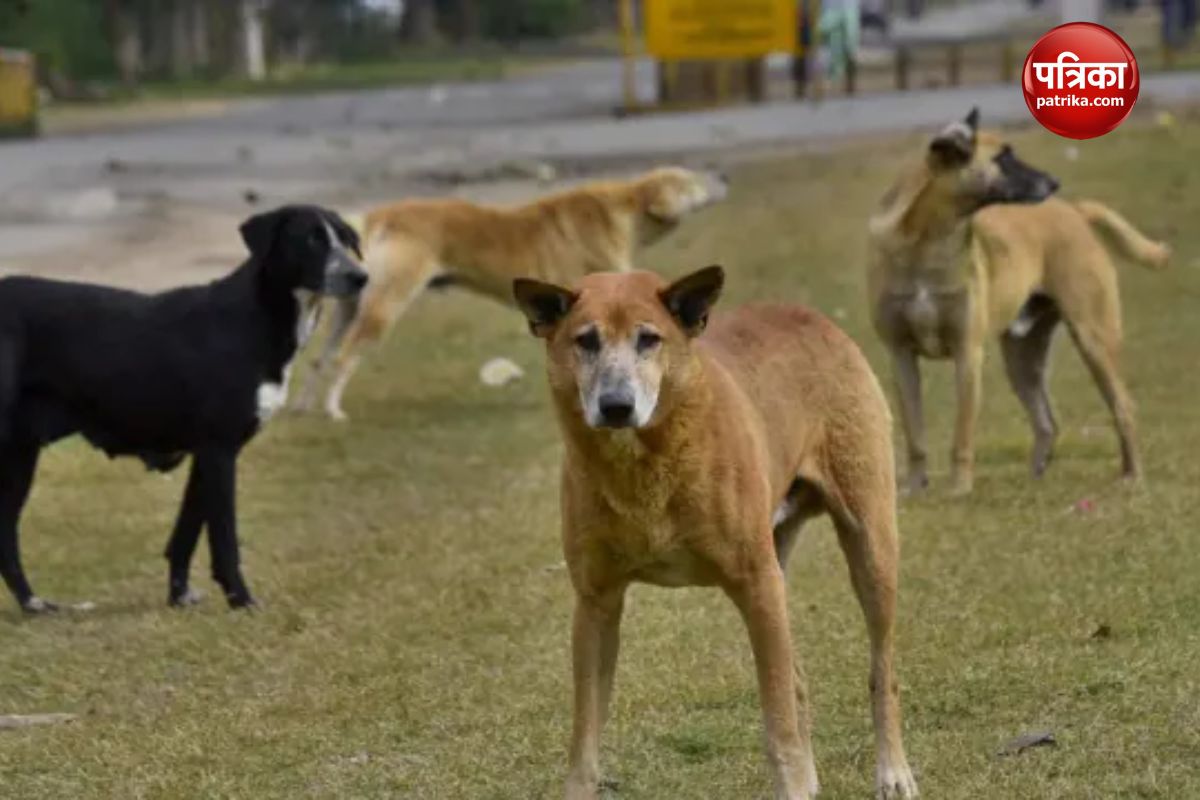 More than 37 crores spent on anti-rabies vaccine in Varanasi