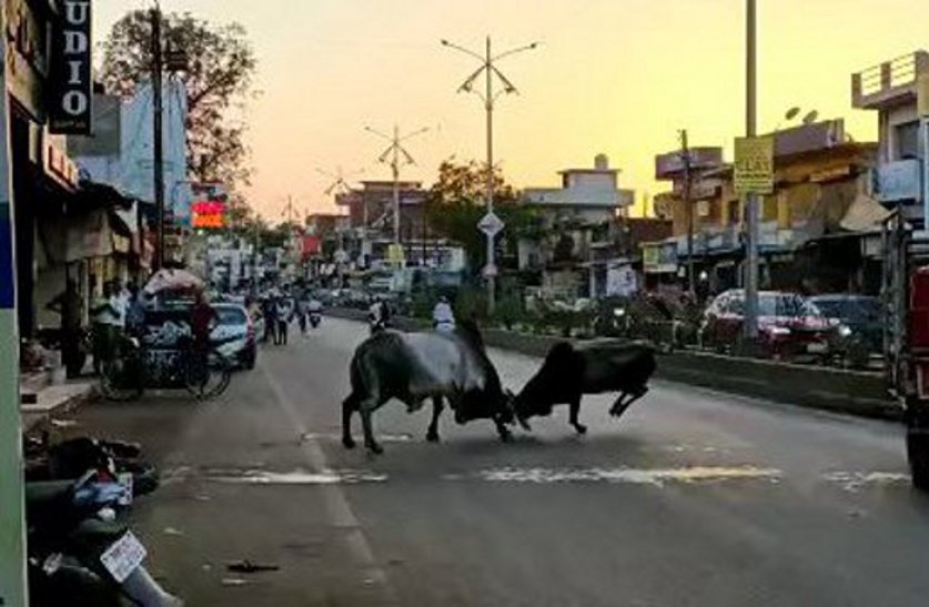 Cattle brawl on the middle of the road