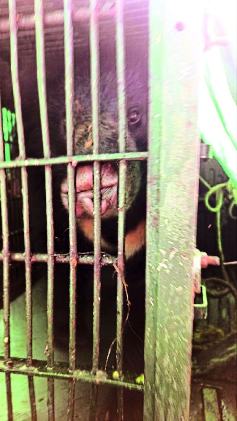 माउण्ट आबू से आए दोनों भालू आज शाम तक रहेंगे ङ्क्षपजरे में