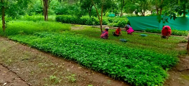 2 लाख पंचायतों में और एक लाख पौधे नगरीय निकायों को कराएंगे उपलब्ध