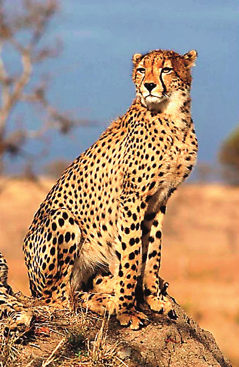 cheeta_uday.jpg