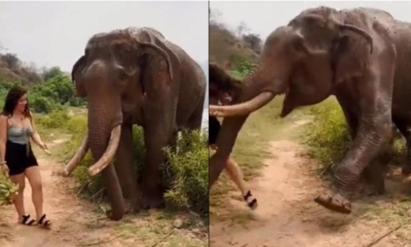 girl_trying_to_feed_banana_to_elephant_but_it_gets_angry.jpg