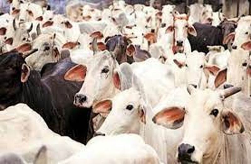 गायों के लिए यह है खास...