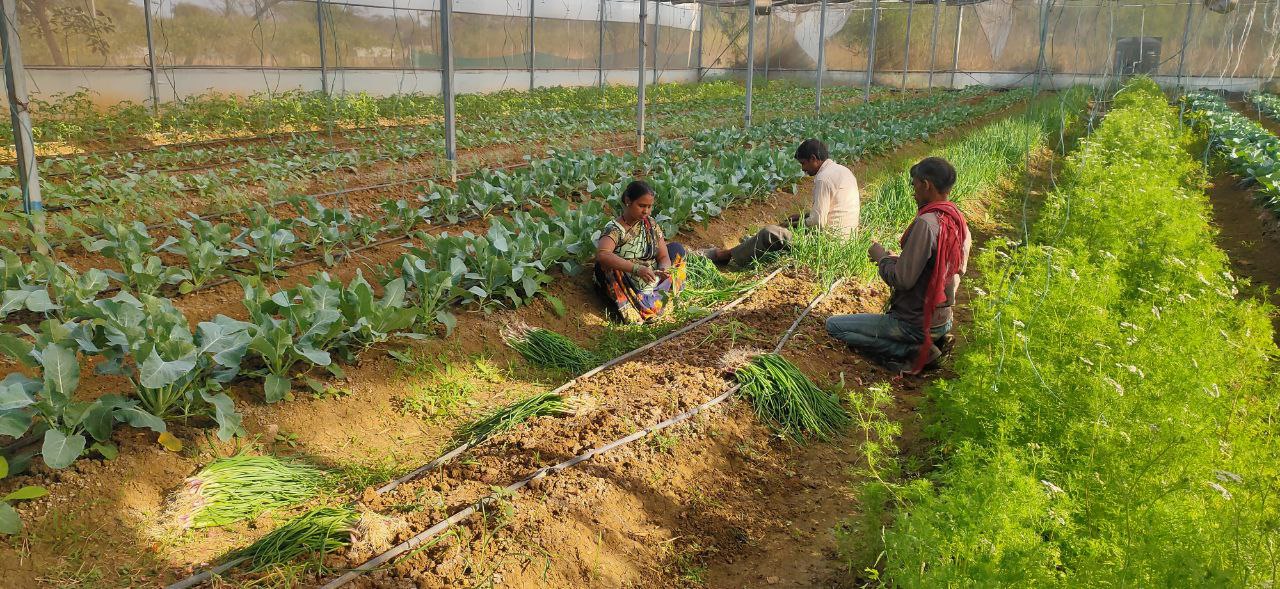 धान की जगह मूंगफली की खेती कर किसान हो रहे मालामाल