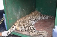 Leopard entered the city between Satna