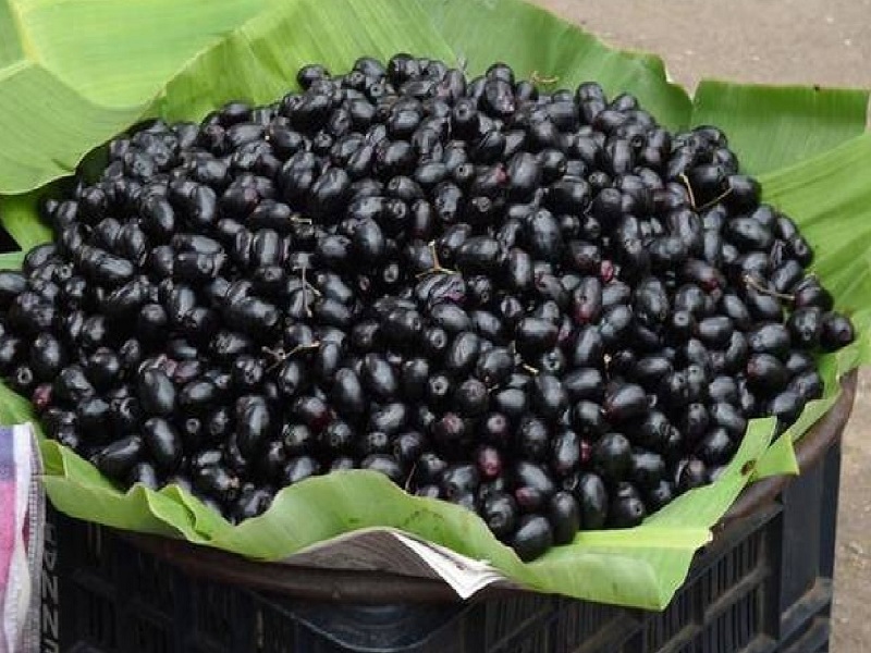 jamun-khane-ke-fayde.jpg