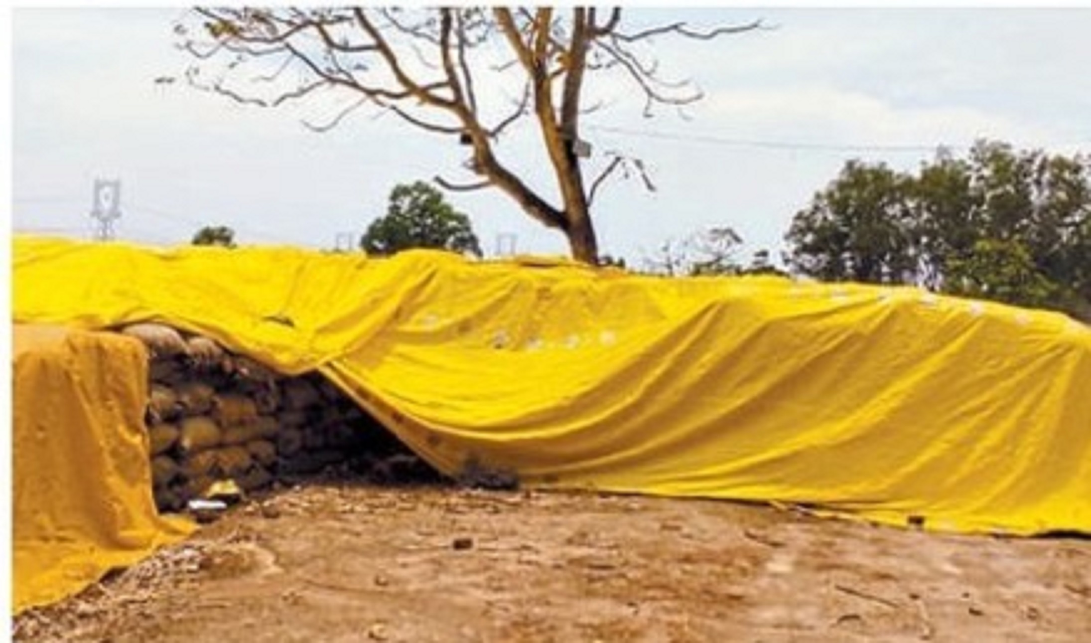 4 हजार से अधिक किसानों ने गेहूं का विक्रय किया, अब तक 172 को हुआ भुगतान