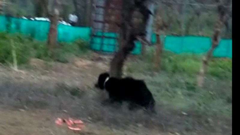 तालवृक्ष रेंज के वनकर्मी