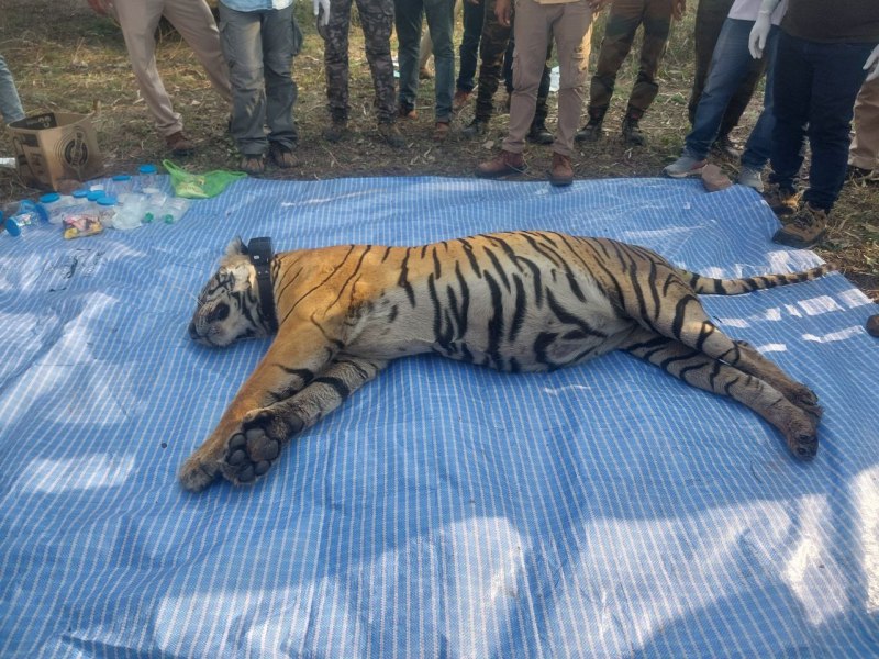 Tiger death in Tiger reserve : मुकुंदरा हिल्स टाइगर रिजर्व में बाघिन एमटी- 4 की मौत