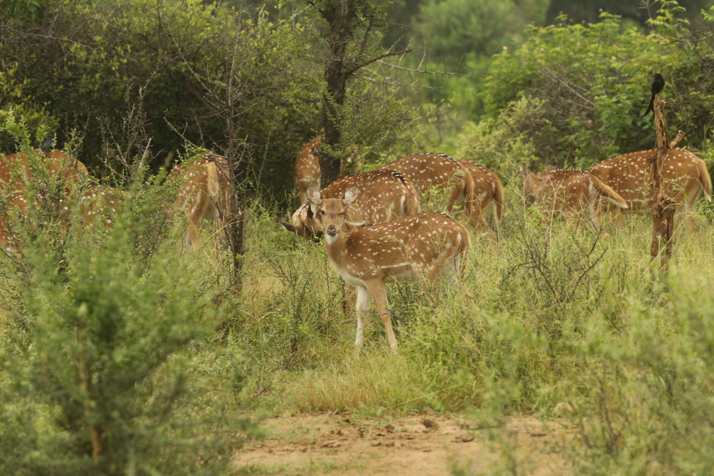 मौसम ने एक माह आगे बढ़ाई वन्यजीव गणना