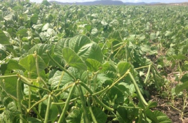 एमपी में मूंग-उड़द खरीदी का रजिस्ट्रेशन 8 से होगा शरू