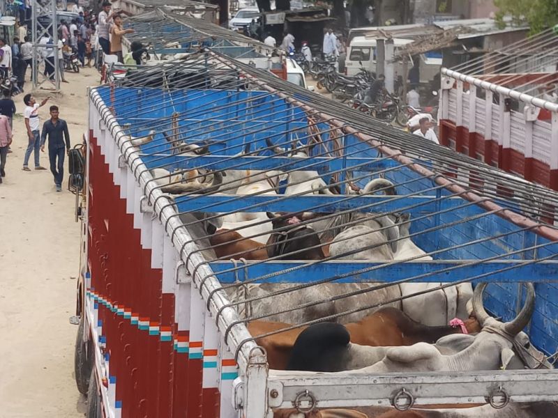गौ तस्करी के संदेह पर 12 ट्रकों को रोका