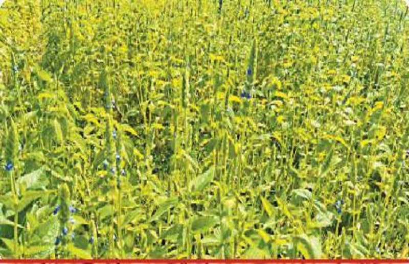 अमेरिका का सुपर फूड चिया की खेती छग में, यह प्रोटीन,रेशा और वसा का भरपूर भंडार