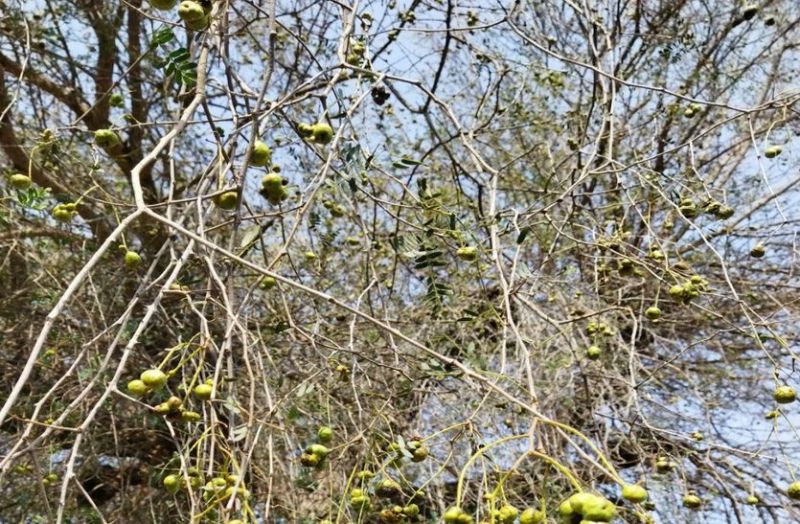 राजस्थान में अकाल का संकेत दे रहा खेजड़ी का पेड़, किसानों में चिंता