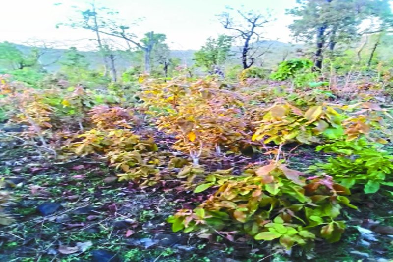 Mother's wrath on tendu leaf due to rain in summer
