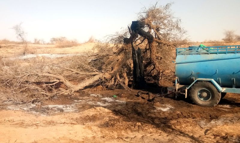 राज्यवृक्ष खेजड़ी की बलि चढ़ा रहे अधिकारी, करंट से राज्यपशु की मौत