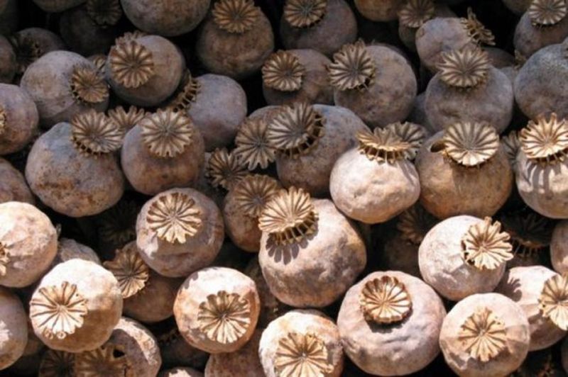 नक्सली क्षेत्र की स्कूल से सप्लाई हुआ डोडा पोस्त