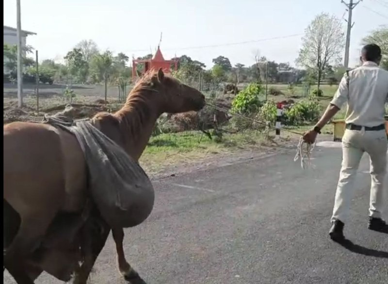 मिलिए प्रशिक्षित घोड़े से जो करता है शराब की तस्करी