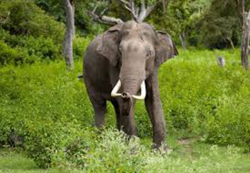 Elephant killed villager